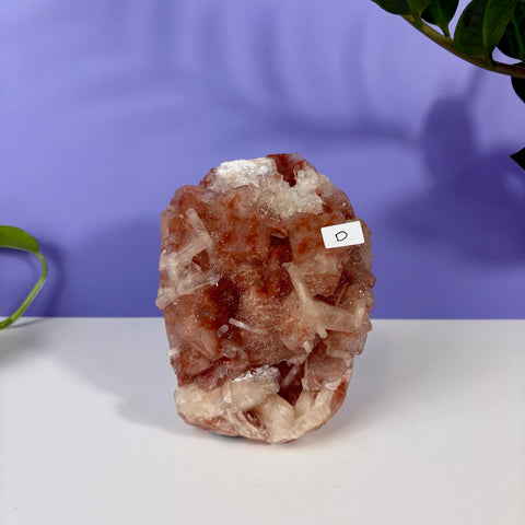 Red Snapper Chalcedony