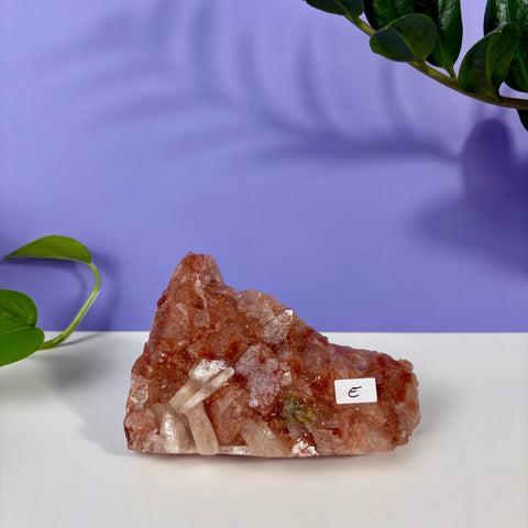 Red Snapper Chalcedony