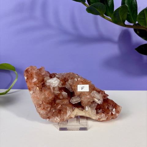Red Snapper Chalcedony
