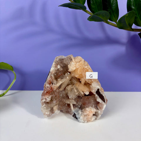 Red Snapper Chalcedony