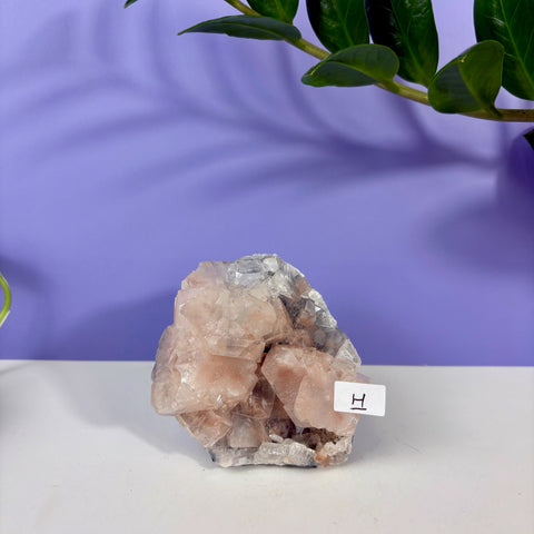 Red Snapper Chalcedony