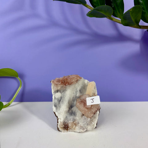 Red Snapper Chalcedony