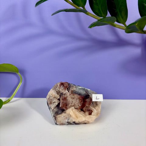 Red Snapper Chalcedony