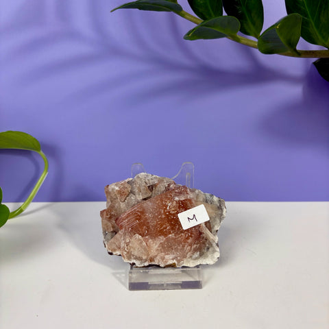 Red Snapper Chalcedony