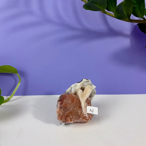 Red Snapper Chalcedony