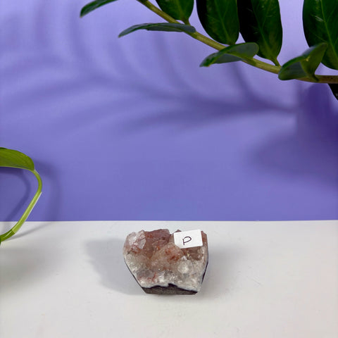 Red Snapper Chalcedony