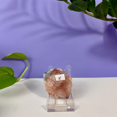 Red Snapper Chalcedony