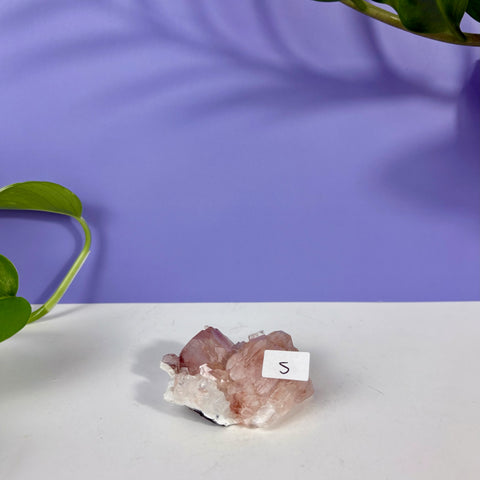 Red Snapper Chalcedony