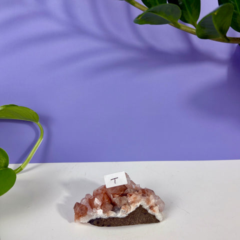 Red Snapper Chalcedony