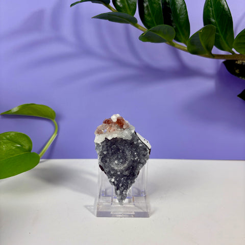 Red Snapper Chalcedony