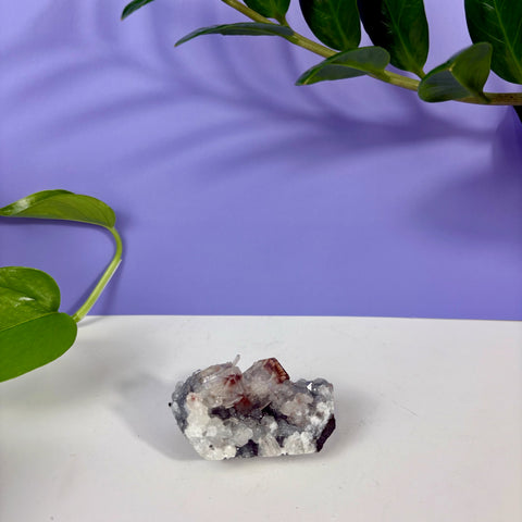 Red Snapper Chalcedony