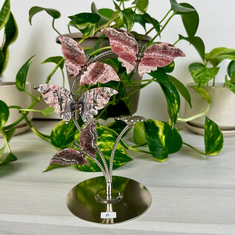 Rhodochrosite Butterfly Flock B 2 - Kenna's Crystals from TikTok