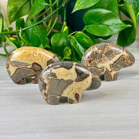 Septarian Bear Large 3 - Kenna's Crystals from TikTok