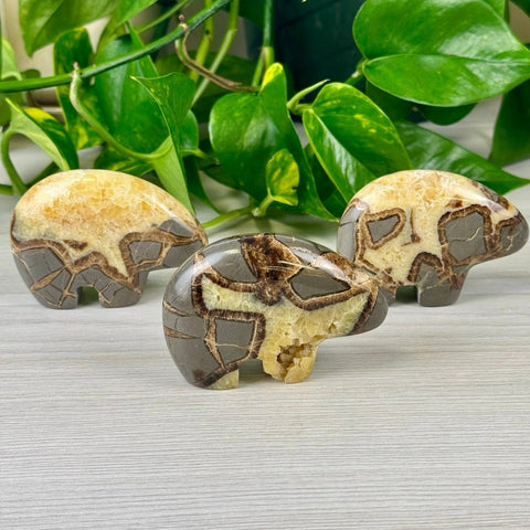 Septarian Bear Medium 2 - Kenna's Crystals from TikTok