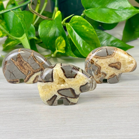 Septarian Bear Small 1 - Kenna's Crystals from TikTok