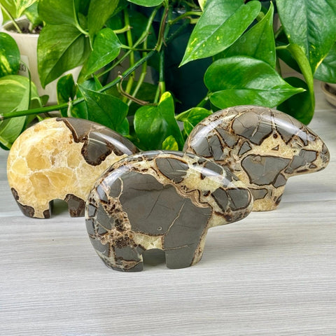 Septarian Bear XL 4 - Kenna's Crystals from TikTok