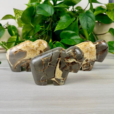 Septarian Bison XL 3 - Kenna's Crystals from TikTok