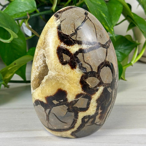 Septarian Free Form 188 1 - Kenna's Crystals from TikTok