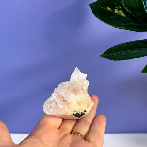 Hand holding a soft pink apophyllite crystal cluster with a black inclusion, against a purple background.