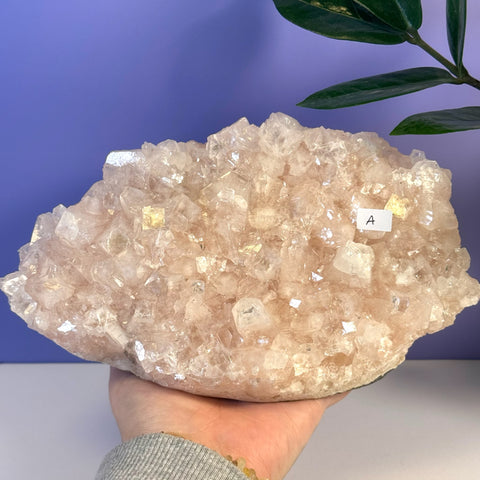 Hand holding a large, sparkling soft pink apophyllite crystal cluster with a white label "A".