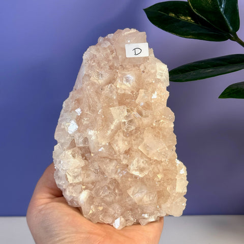 Hand holding a large, soft pink apophyllite crystal cluster with sparkling facets.