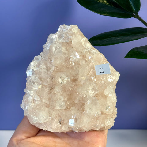 Soft pink apophyllite crystal cluster, held in a hand, with a small "G" label.