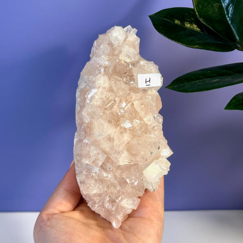 Hand holding a large, rough soft pink Apophyllite crystal cluster with a white label.