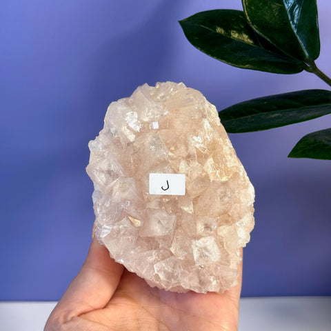 Hand holding a soft pink apophyllite crystal cluster with square facets, labeled "J".