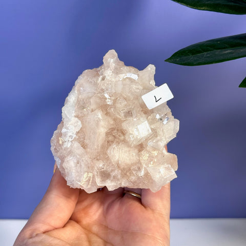 Soft pink Apophyllite crystal cluster, variant L, held in hand against a purple background.