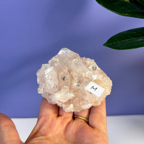 Hand holding a soft pink apophyllite crystal cluster with a white "M" label.
