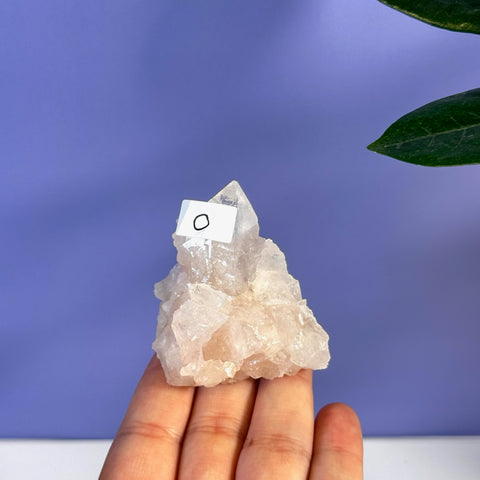 Soft pink apophyllite crystal cluster held in hand, showing natural facets and a white label.
