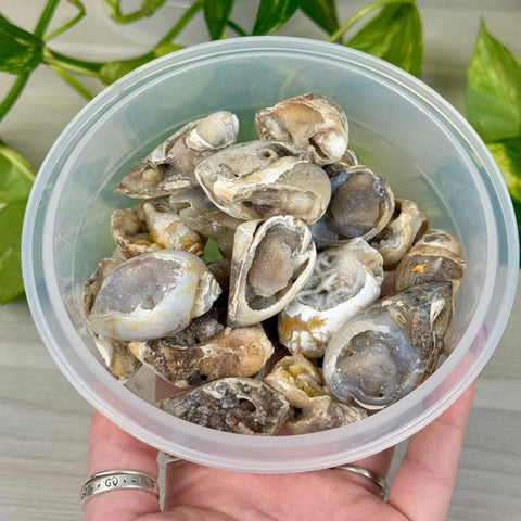 Spiralite Shell 33 2 - Kenna's Crystals from TikTok