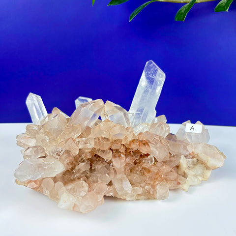 Himalayan quartz cluster with clear, pointed crystals and a warm, peach-toned base against a vibrant blue background.