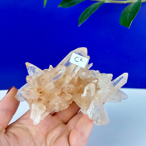Handheld Underworld Himalayan quartz cluster with translucent, peach-toned pointed crystals against a blue background.