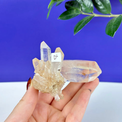 Clear Himalayan quartz crystal cluster with sharp points held in a hand against a vibrant blue background.