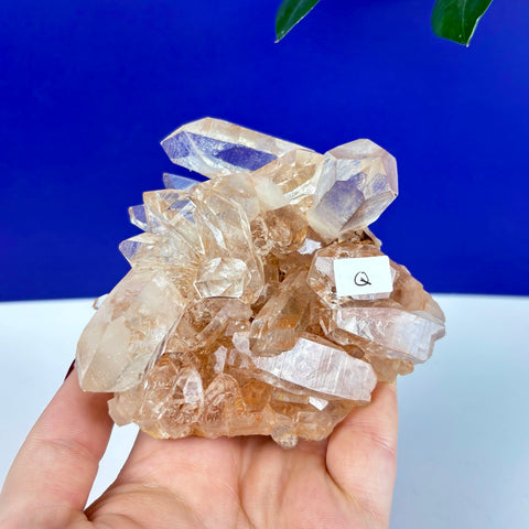 Hand holding a cluster of translucent Himalayan quartz crystals with golden-brown hues against a blue background.