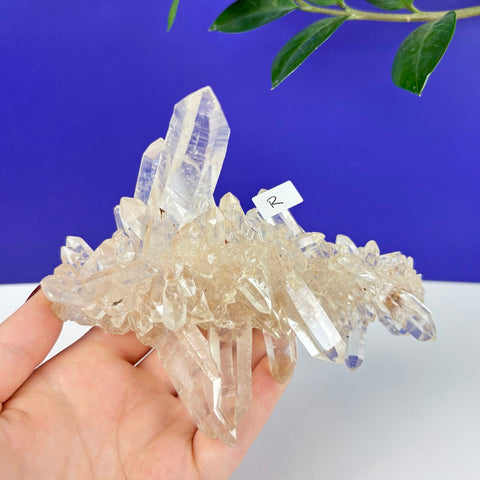 Handheld cluster of clear Himalayan quartz crystals with sharp, transparent points against a blue background.