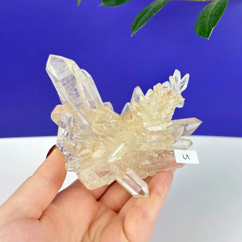 Handheld Underworld Himalayan quartz cluster with clear, sharp points and sparkling crystalline texture.