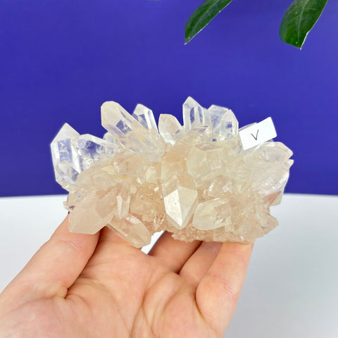 Handheld Himalayan quartz cluster with clear, sharp crystalline points on a textured, pale base against a blue background.