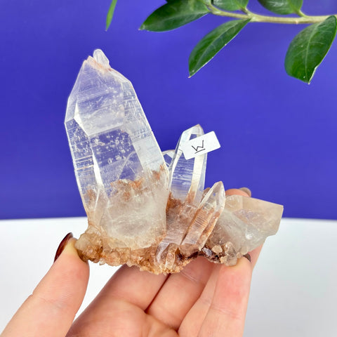 Clear Himalayan quartz crystal cluster with reddish-brown inclusions held in a hand against a blue and white background.