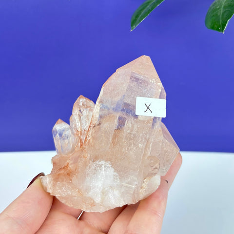 Clear Himalayan quartz cluster with reddish-orange iron inclusions held in a hand against a blue background.